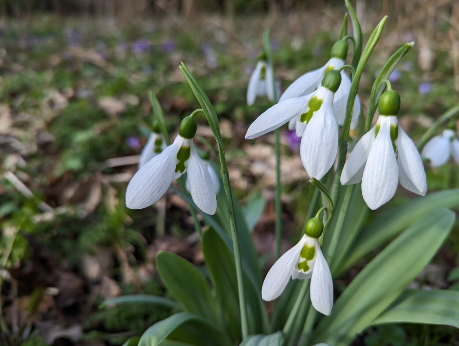 Greater Snowdrop © James Common