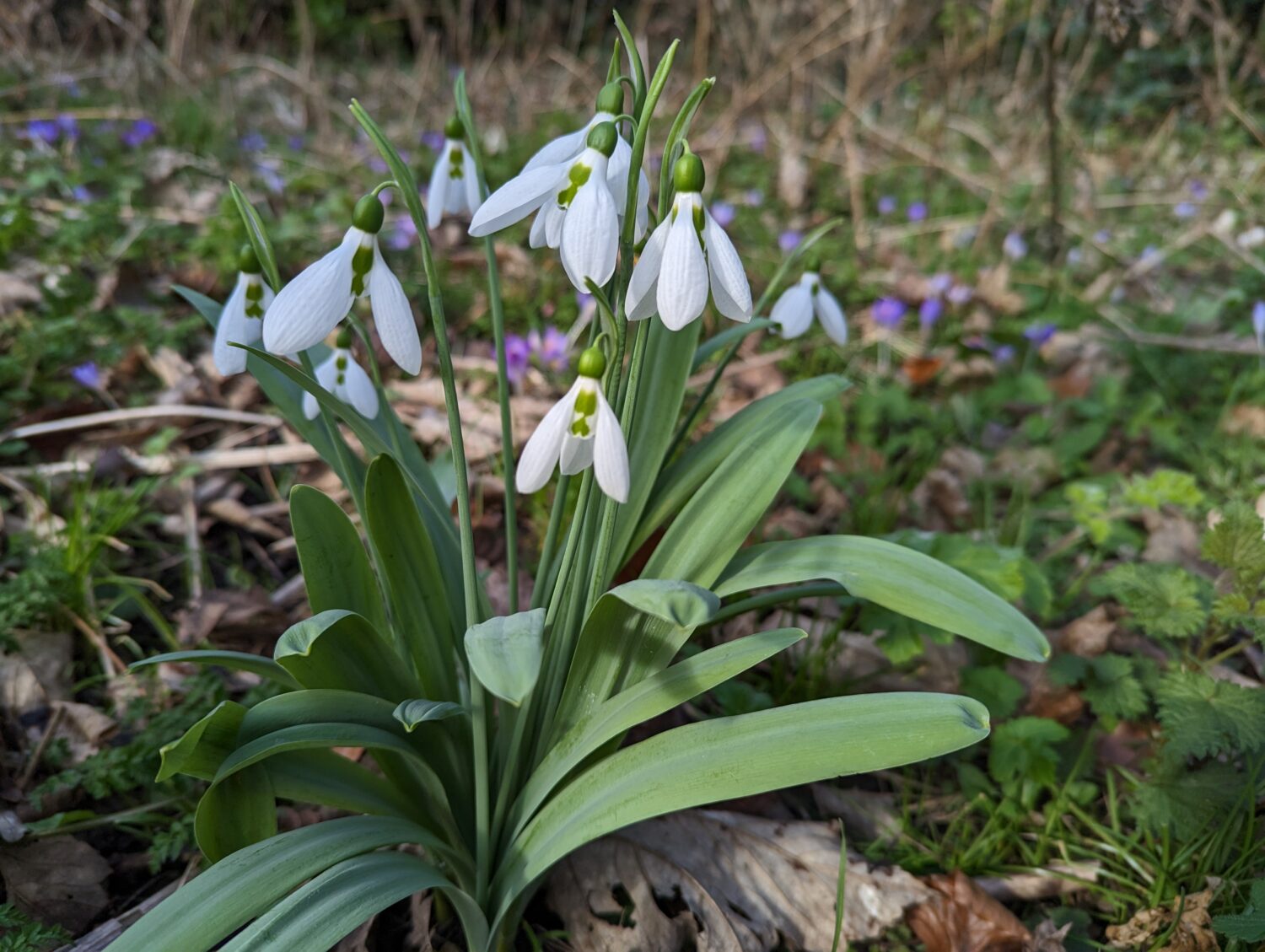 Greater Snowdrop © James Common