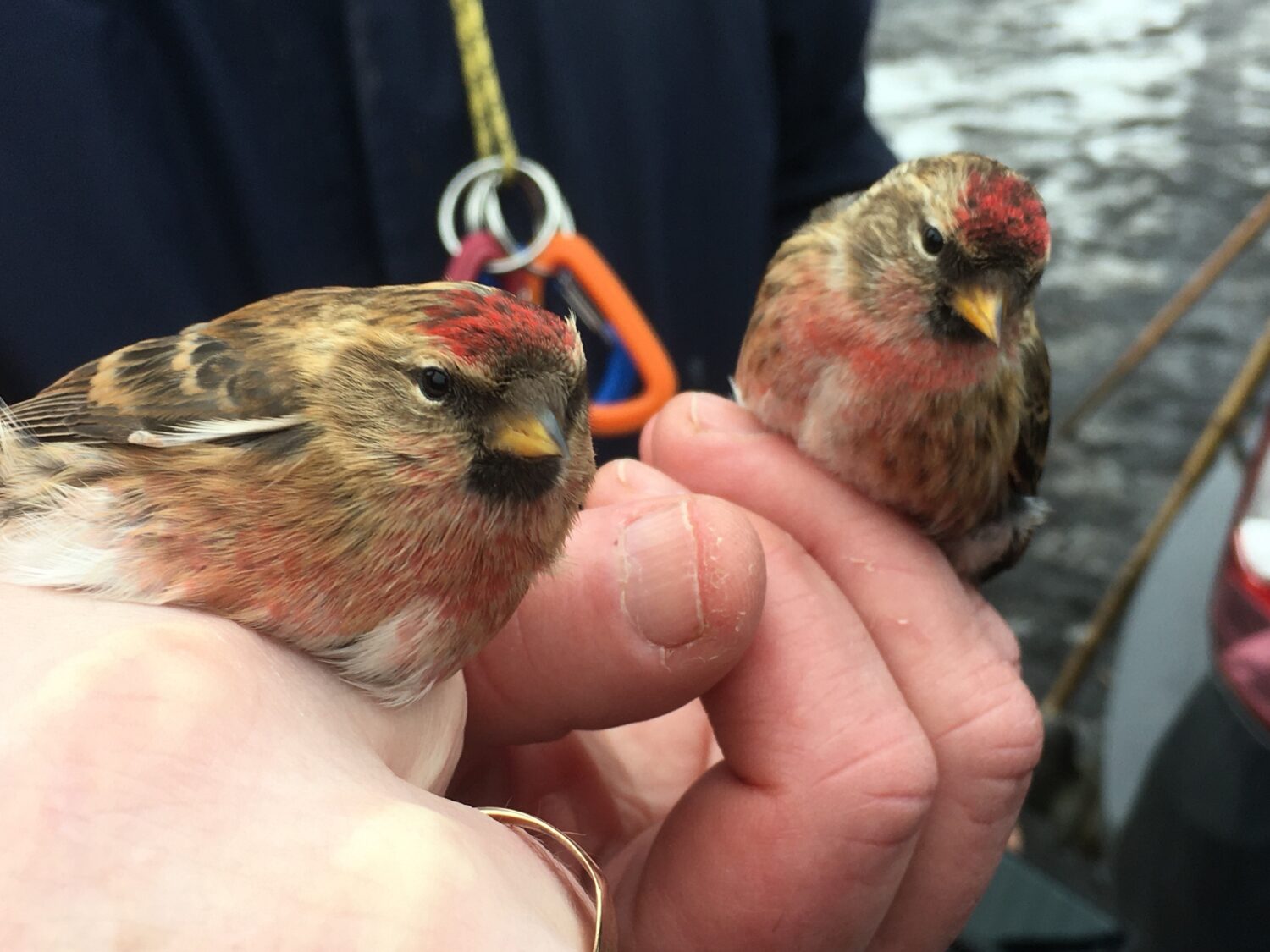 Redpoll