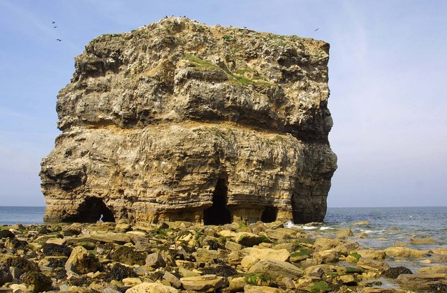 Seabird colony on Marsden Rock