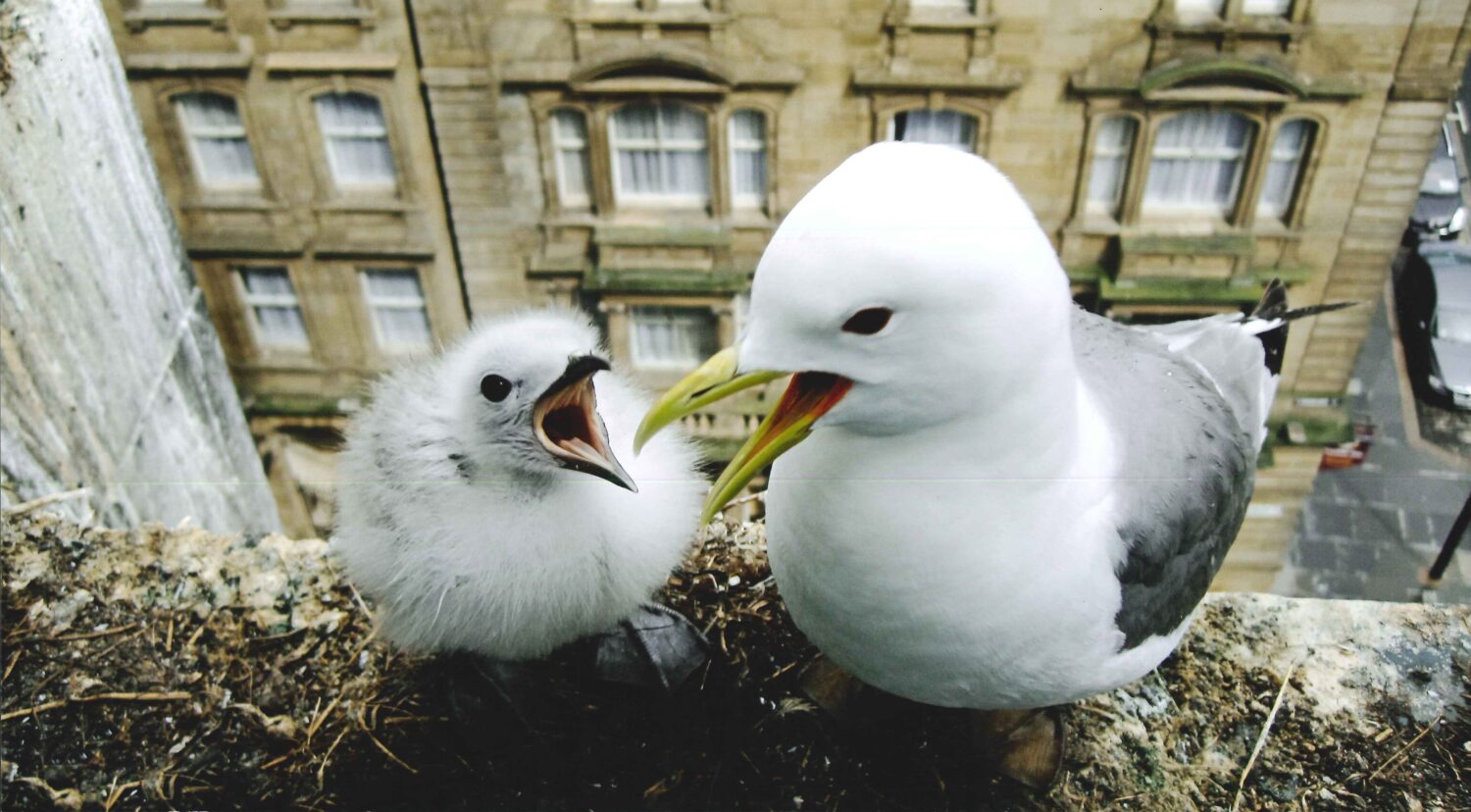 Five Seabird Colonies To Explore Natural History Society Of Northumbria