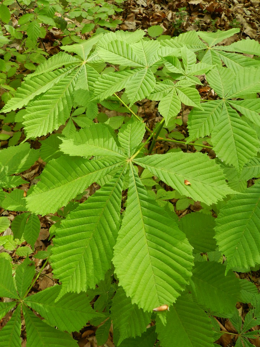 Tree leaves that are palmate with six lobes