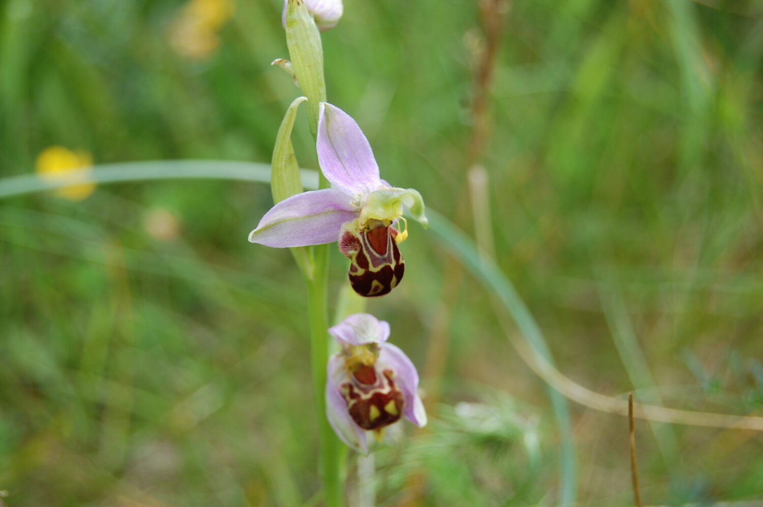 A two flowers of a bee like orchid