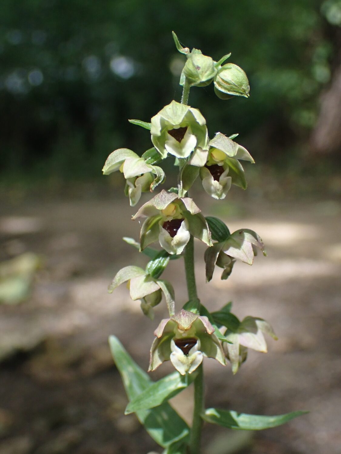 Green with a hint of maroon coloured flowers, slightly droop-down on a flower spike.