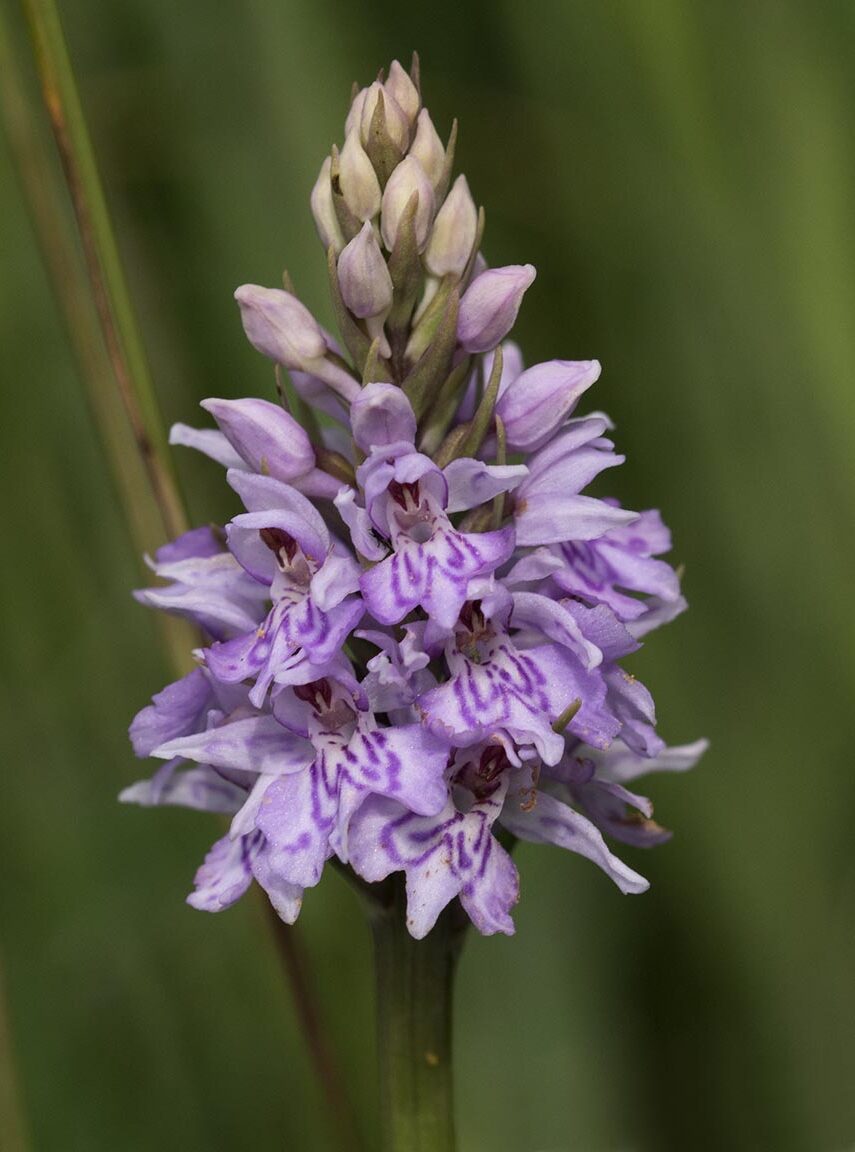 A flower spike baring many lilac flowers with looped markings.