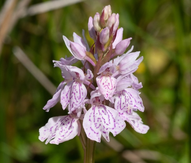 a flower spike baring lilac coloured flowers with delicate purple spots