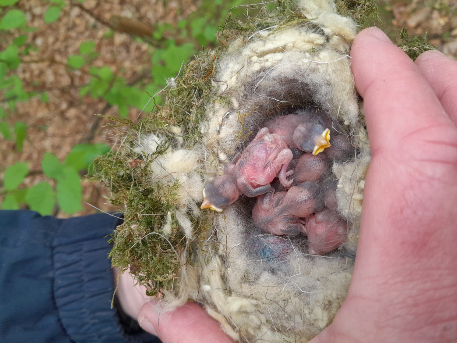 Marsh Tit nest found during the month of May