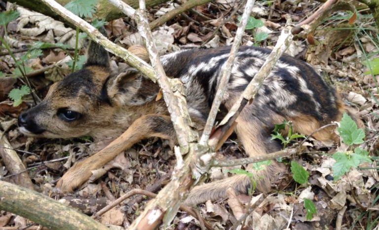 A deer with mottled fur, curled up in the undergrowth