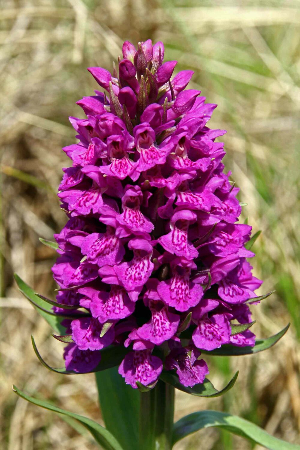 Deep purple flowers of an orchid with a diamond shaped lip. Flowers contain purple looped markings