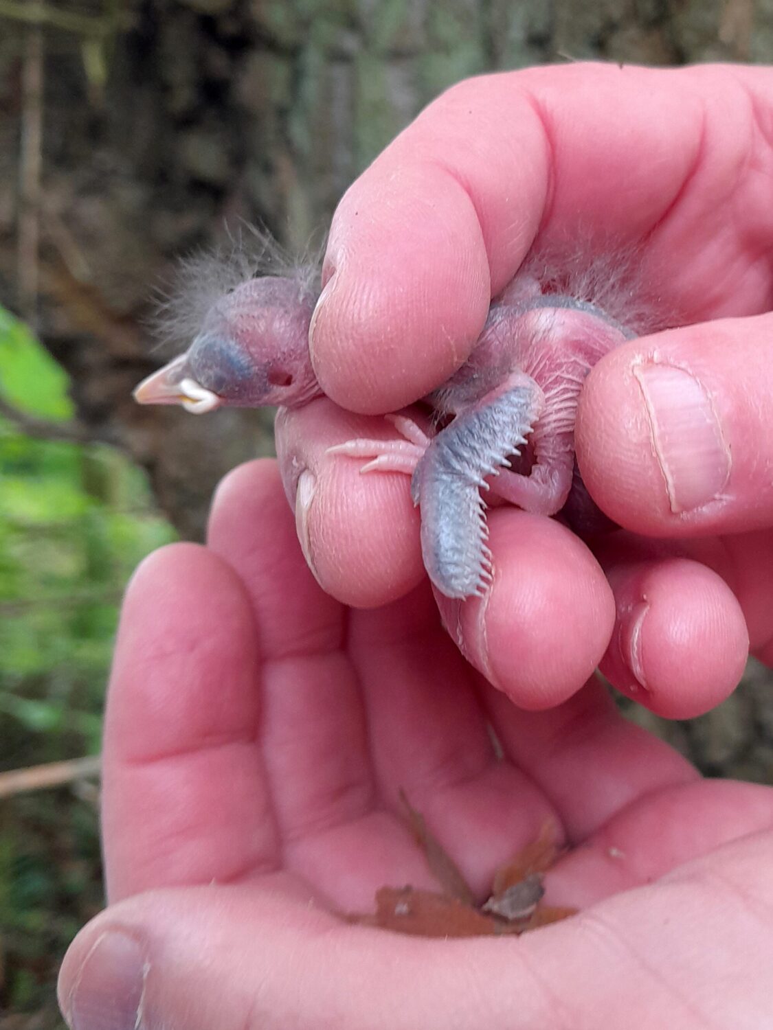 Nuthatch pulli found from the month of May