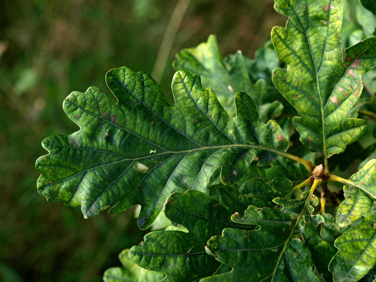 A tree leaf with lobed leaves