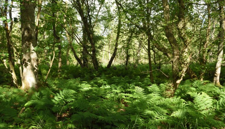 An image inside woodland capturing the idea of Nature's Cure in the Woods, with nice dapple sunshine and lush green vegetation.