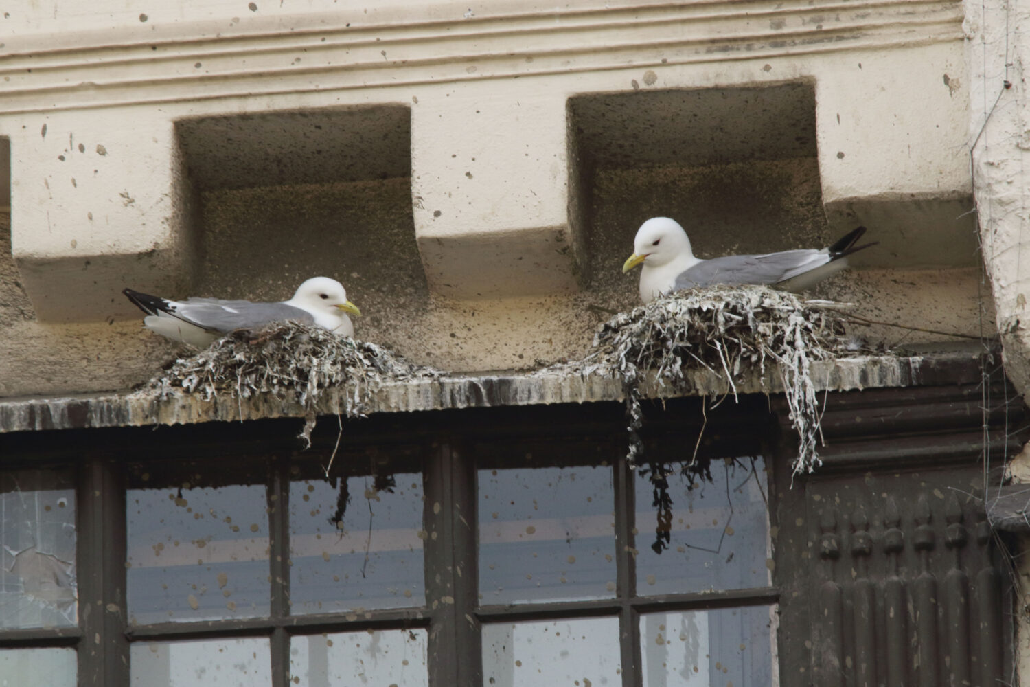 A pair of Kittiwakes sitting on their nest on the ledge of a building