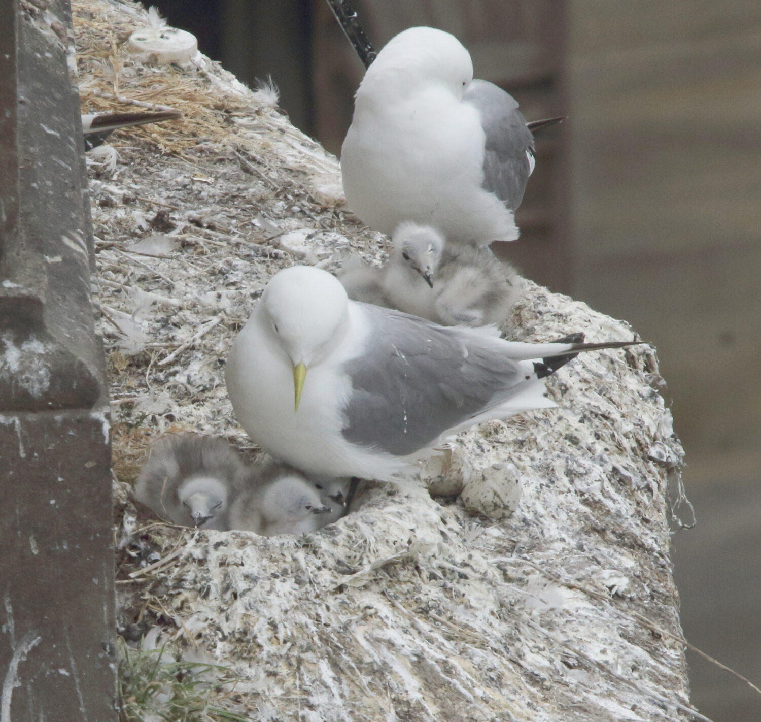 Kittiwakes with chicks on the ledge of a building