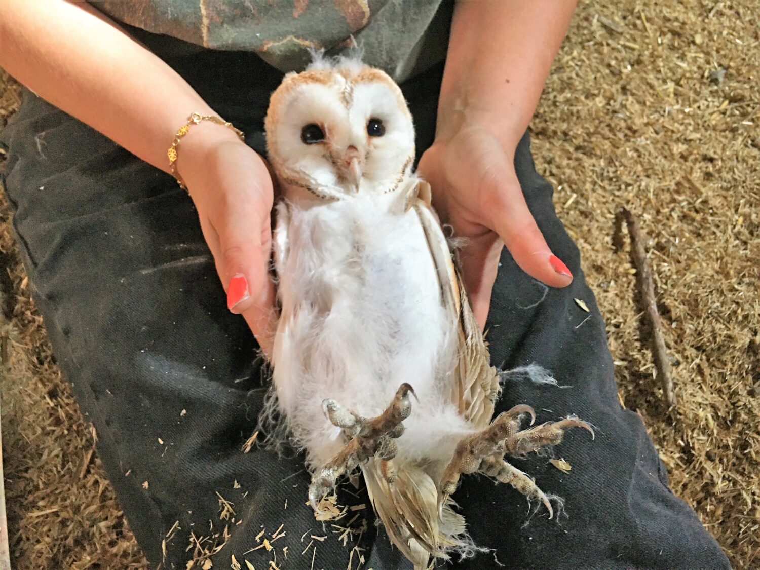 Picture of a barn owl for the blog a Ringer's Year August 2023