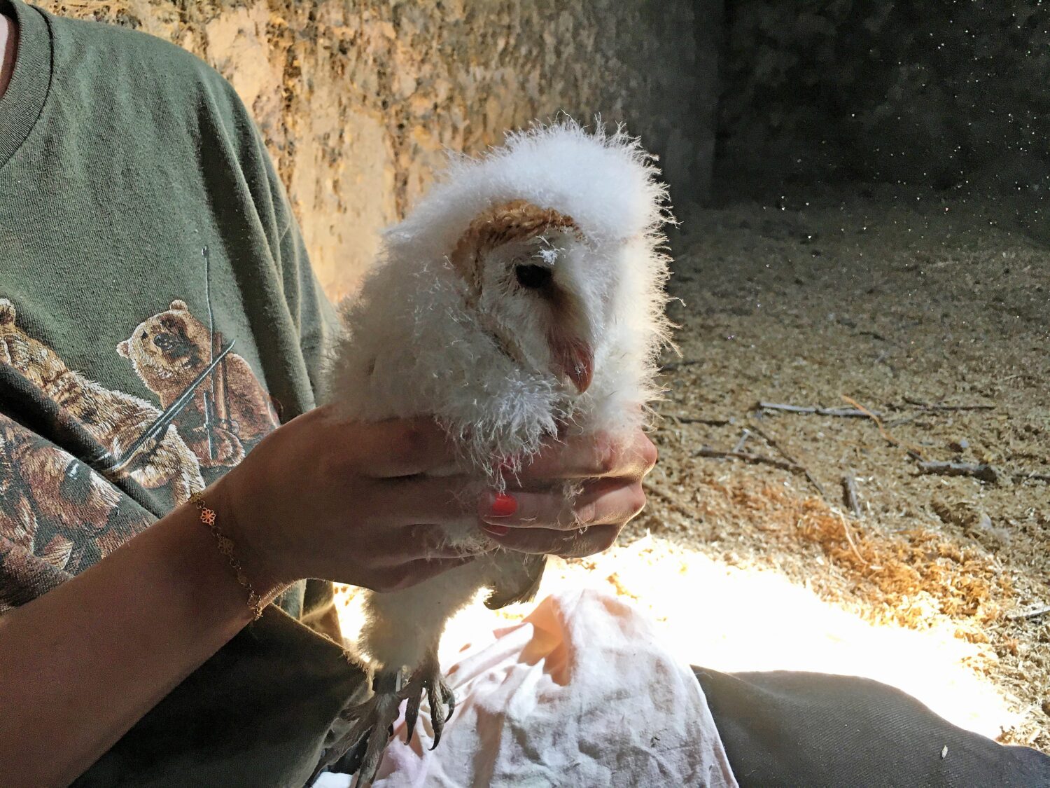 picture of a Barn Owl pulli for a Ringer's Year August 2023
