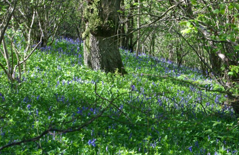 An image of a woodland with blue flowers for the State of Nature Report 2023 blog