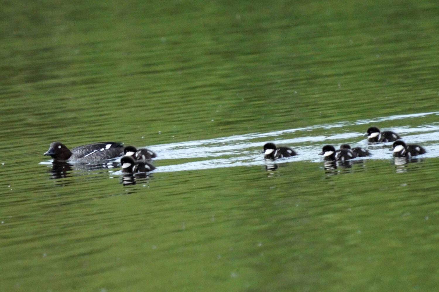 Goldeneye with duckling for a Ringer's Year July 2023 blog