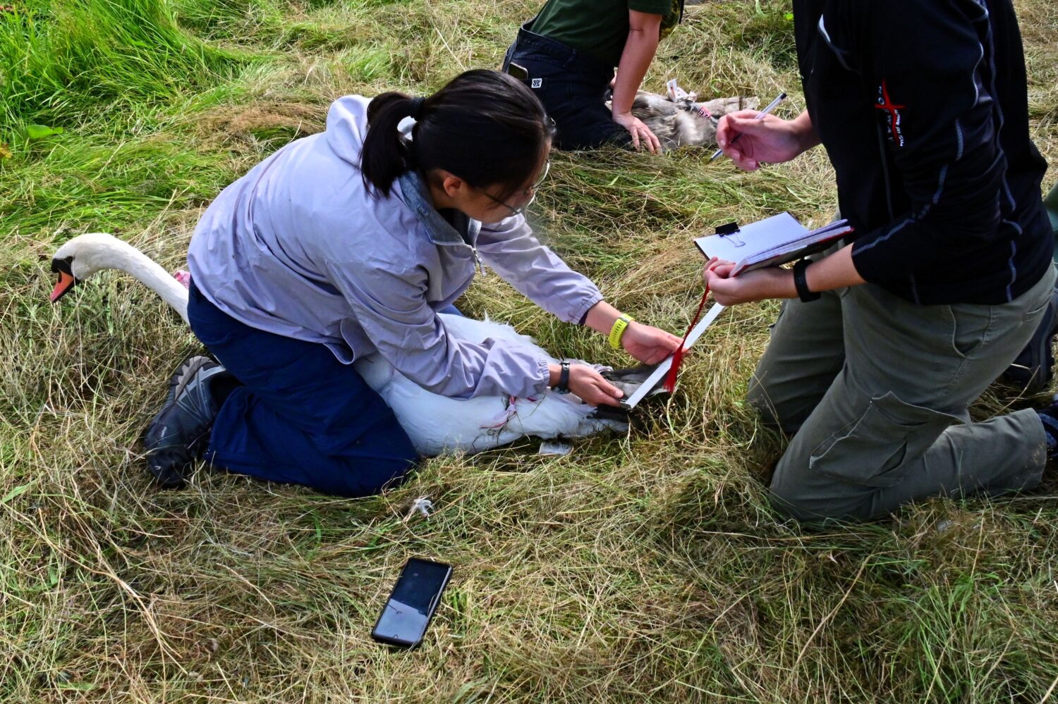 Photo of bird ringers ringing a swan for a blog titled Ringer's Year September 2023