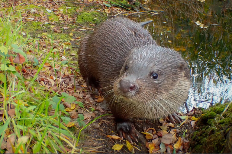 Close up of one of the Otters at Gosforth Nature Reserve captured with a camera trap