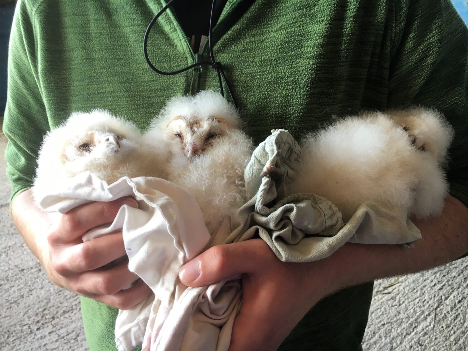 Image of Barn Owls for Ringer's Year 2023