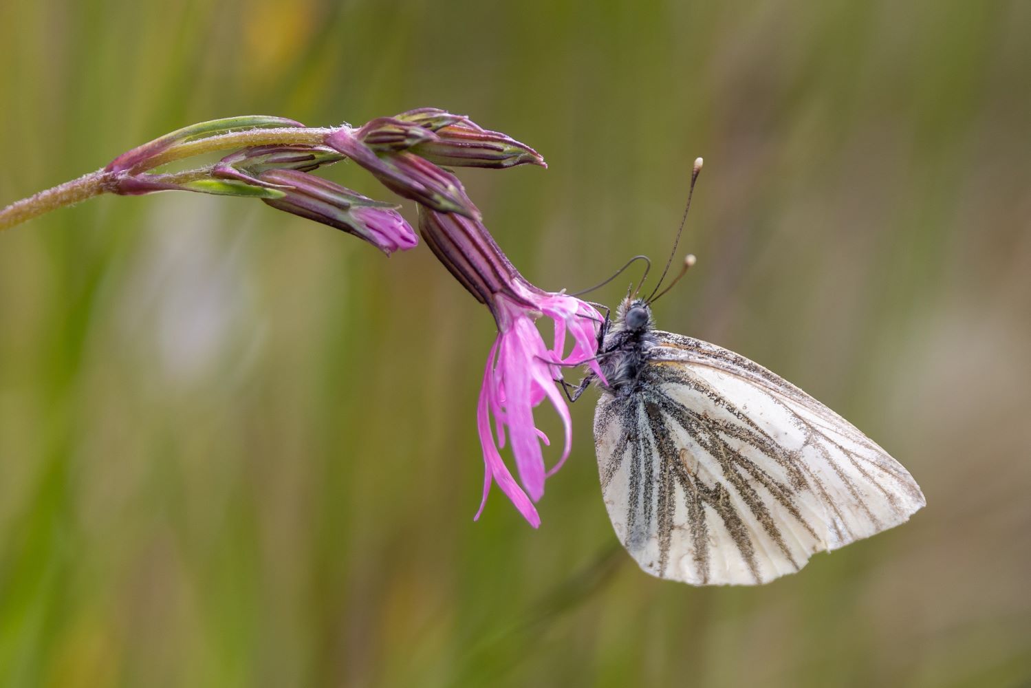 A green veined butterfly feeding from a pink flower