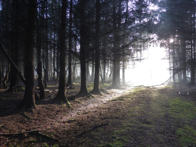 Photograph: winter sunlight filtering through pine trees