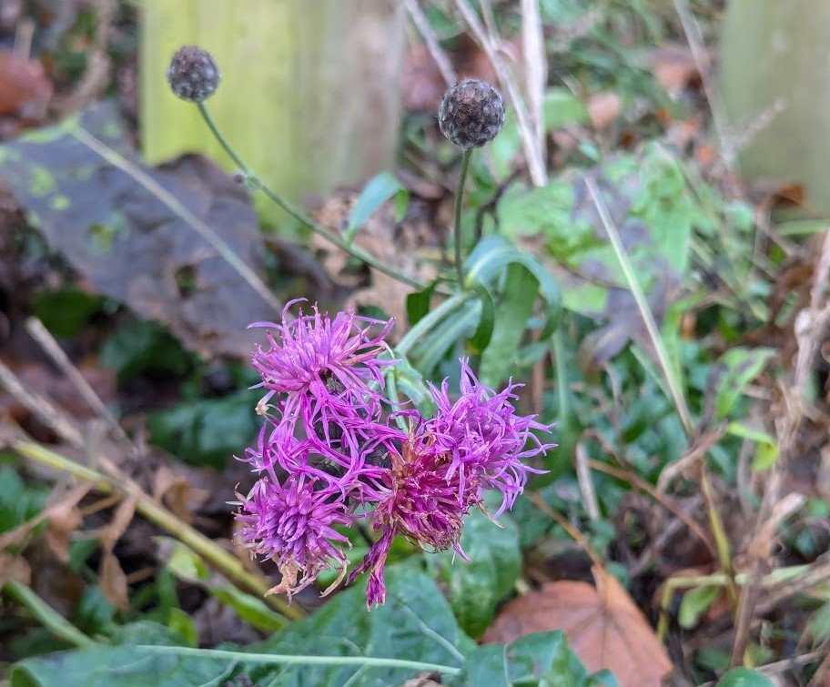 Greater Knapweed