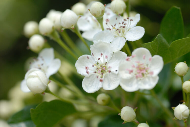 Close-up photograph of blossom
