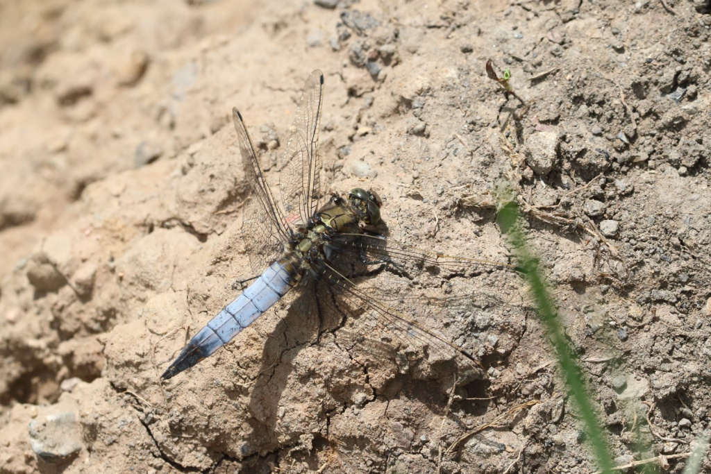 Black Tailed Skimmer Dragonfly © Chris Barlow