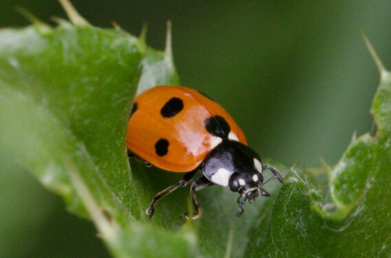 7-Spot Ladybird © Chris Barlow