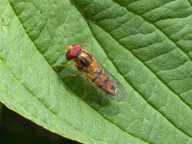 Marmalade Hoverfly © Oliver O'Doherty