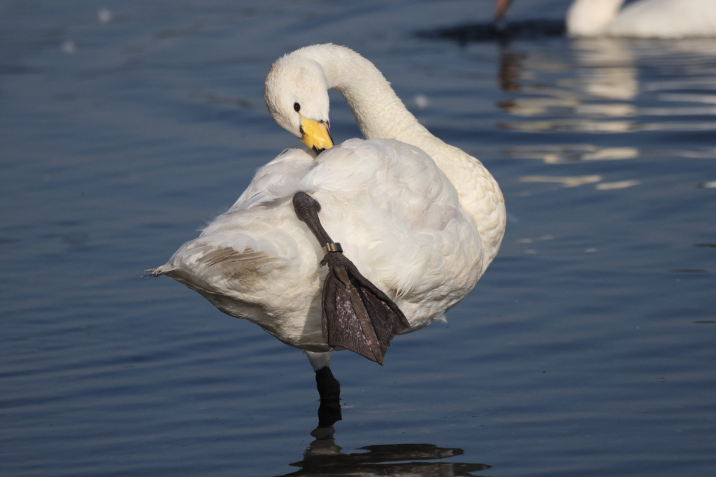 Whooper Swan © Chris Barlow