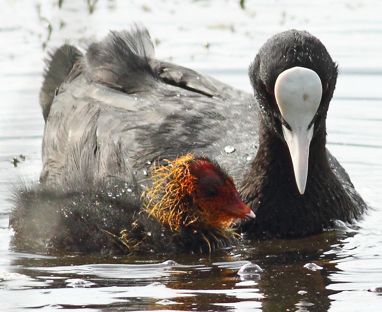 Coots © Peter Fawcett
