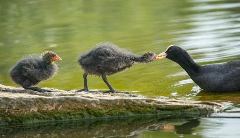 Coots © Angela Mason