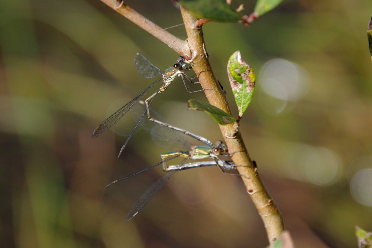 Willow Emerald Damselfly © Aldo Bertoli