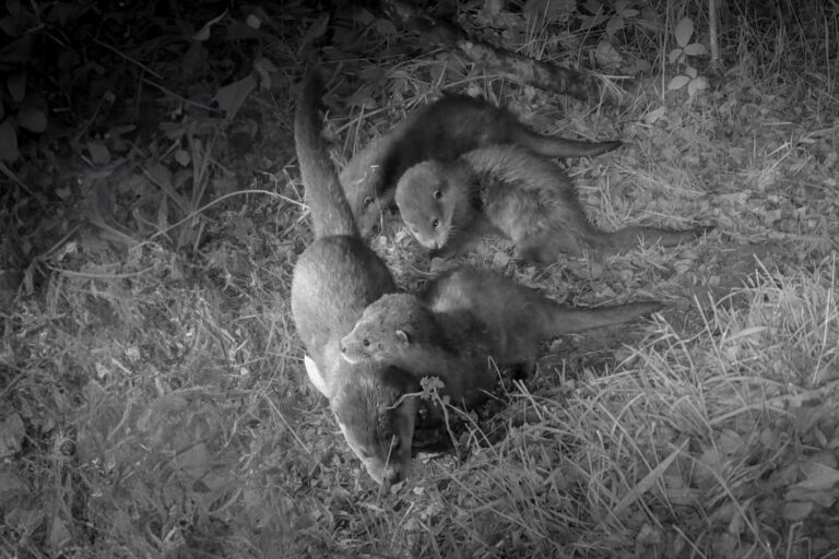 Otter mum and three cubs