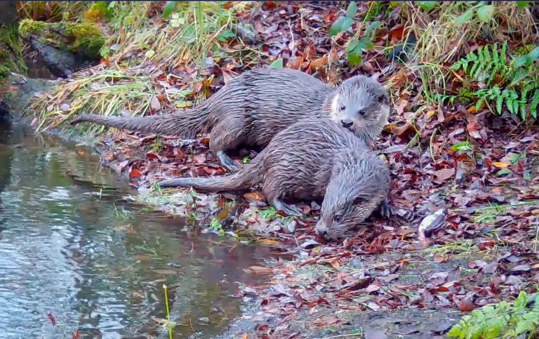 Two Otters © Chris Wren