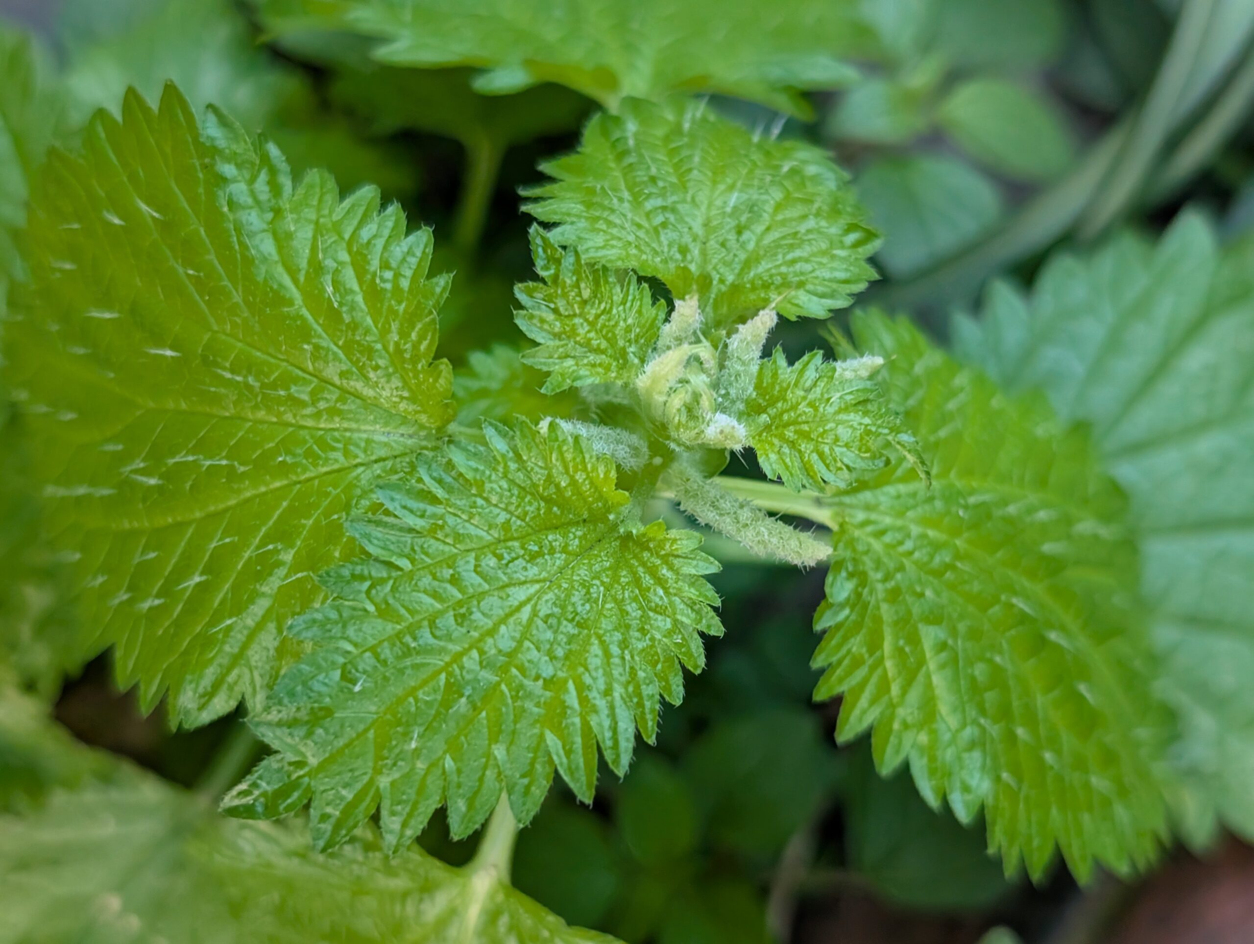 Mediterranean Nettle