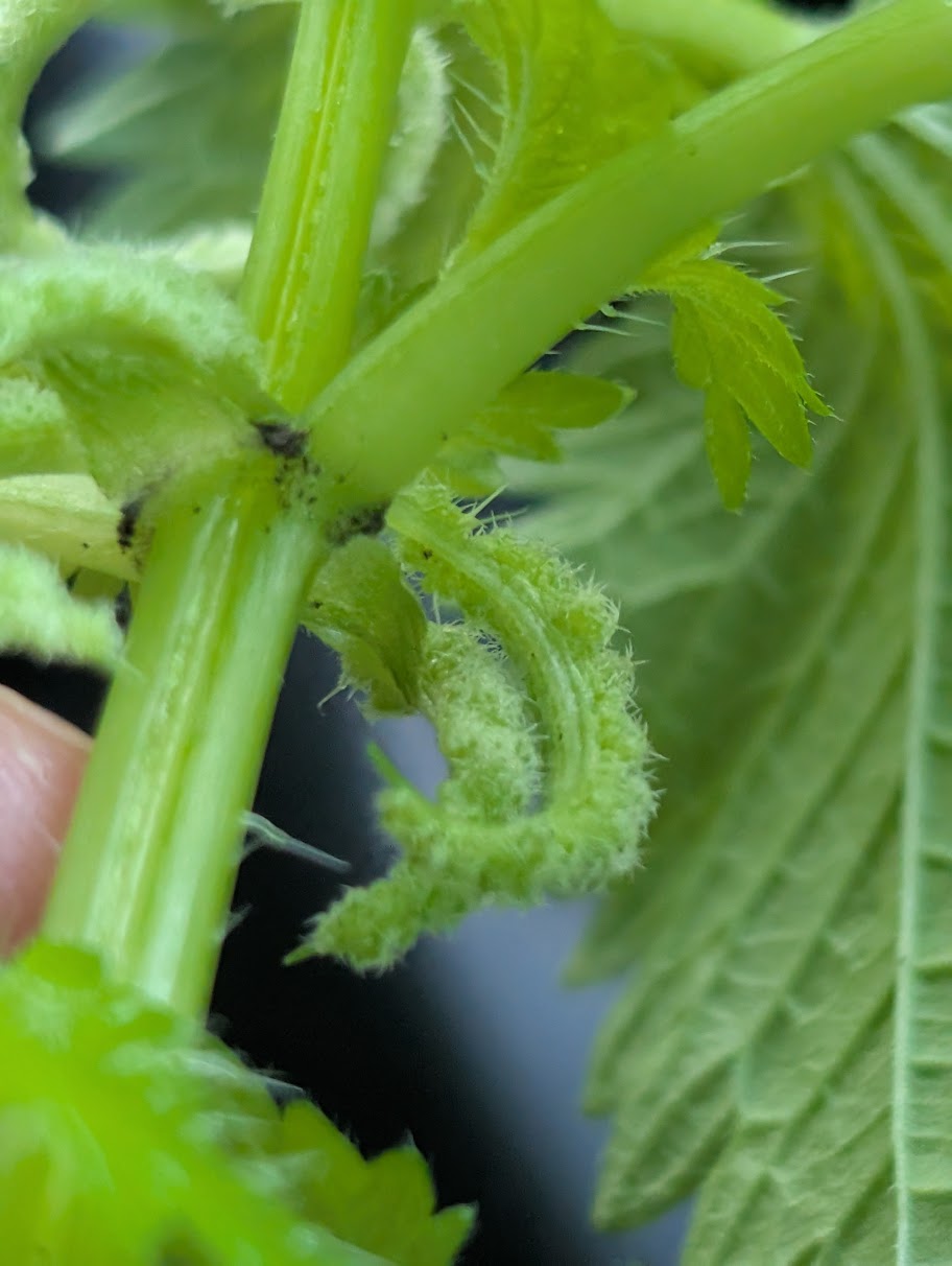 Mediterranean Nettle (U. membranacea) - stipules are wide and fused together to form a two stipuled appearance