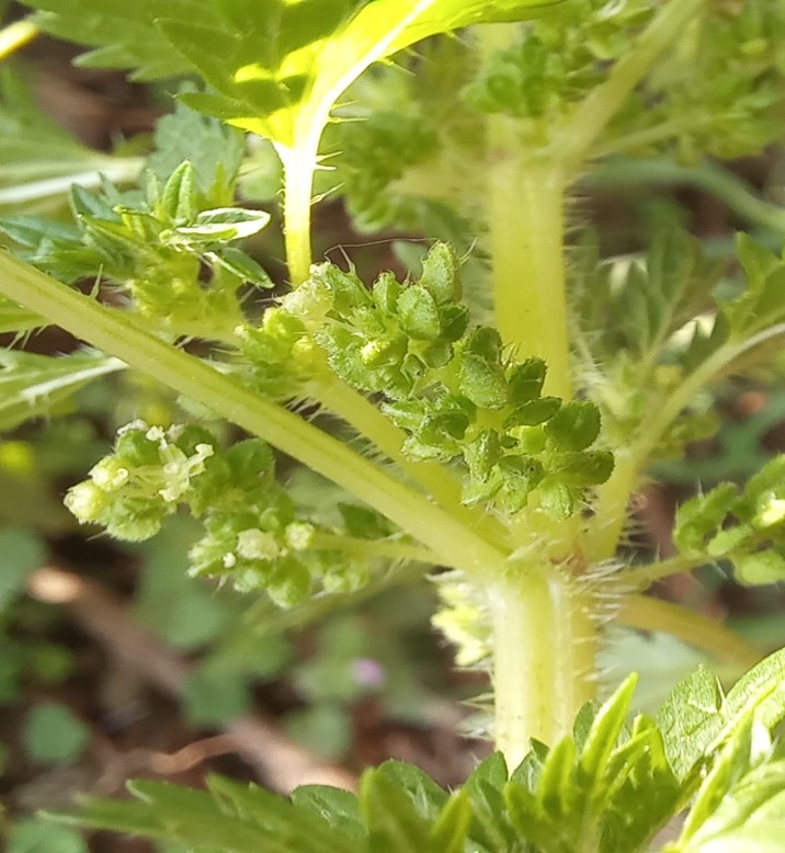 Small Nettle (U. urens) - four stipules