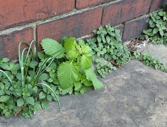 Mediterranean Nettle growing next to a pavement